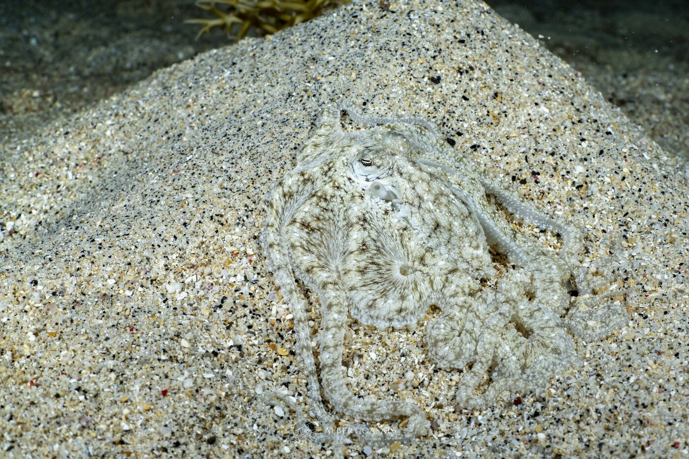 A perfectly camouflaged flounder on the sand at Air Harbour