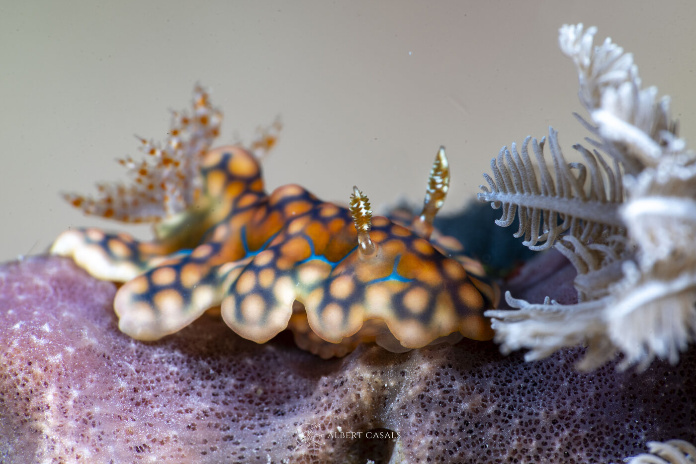 An orange-spotted nudibranch crawling over coral at Air Slope