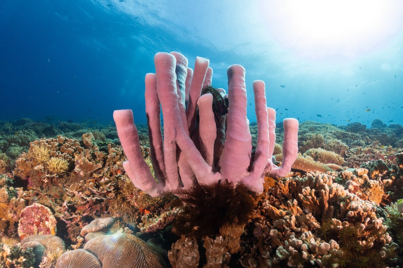 Pink tube sponges on the colourful reef at Batfish Point