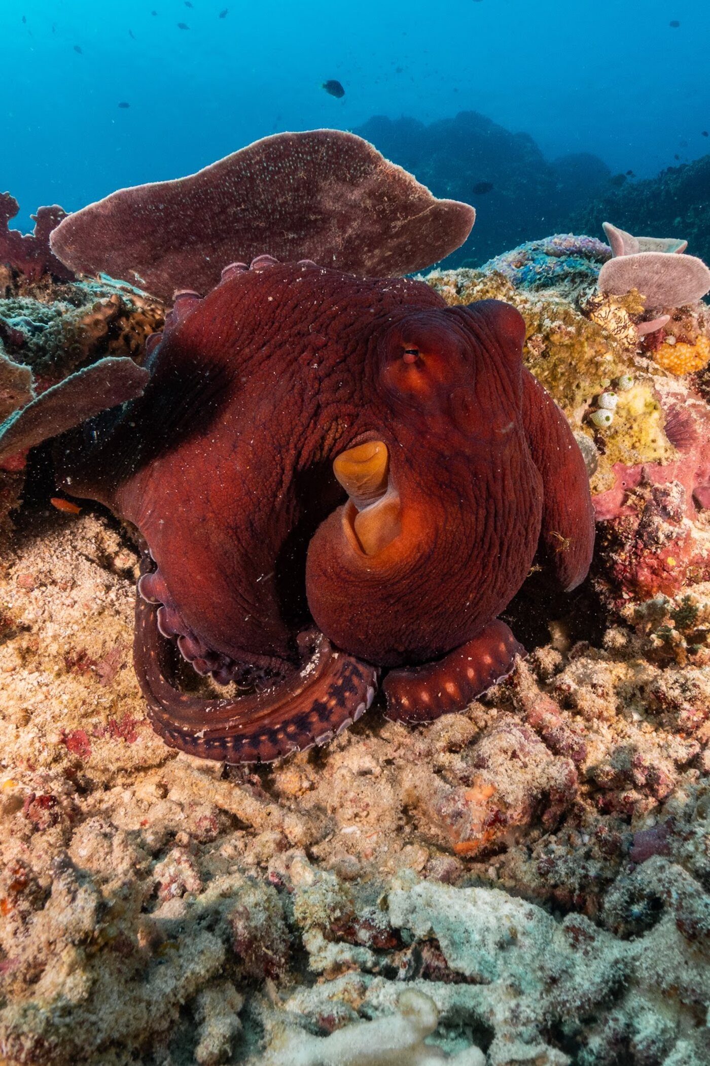 A big red octopus out on the reef at Deep Turbo