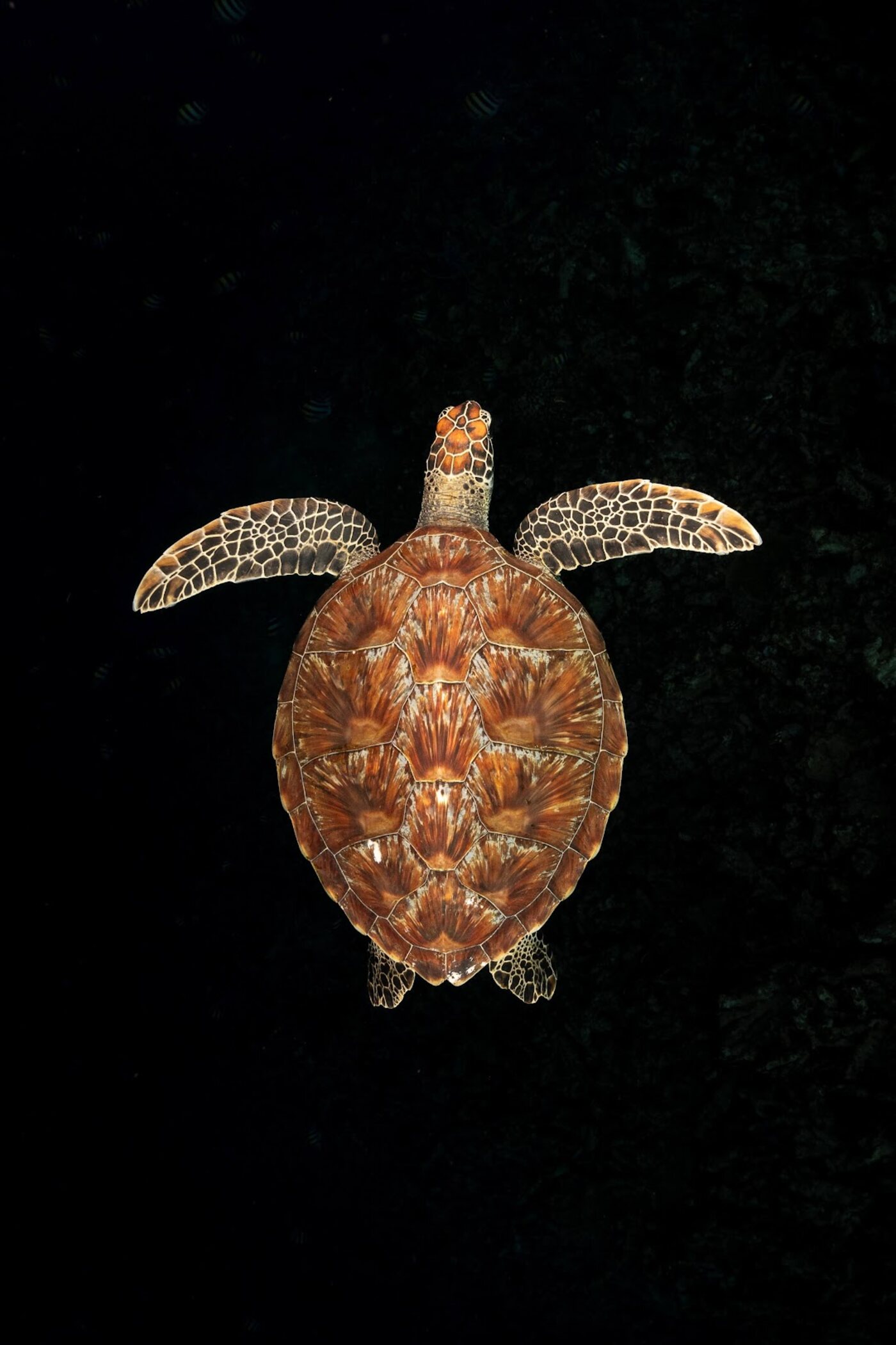 A green turtle hovering in the dark blue at Hans Reef