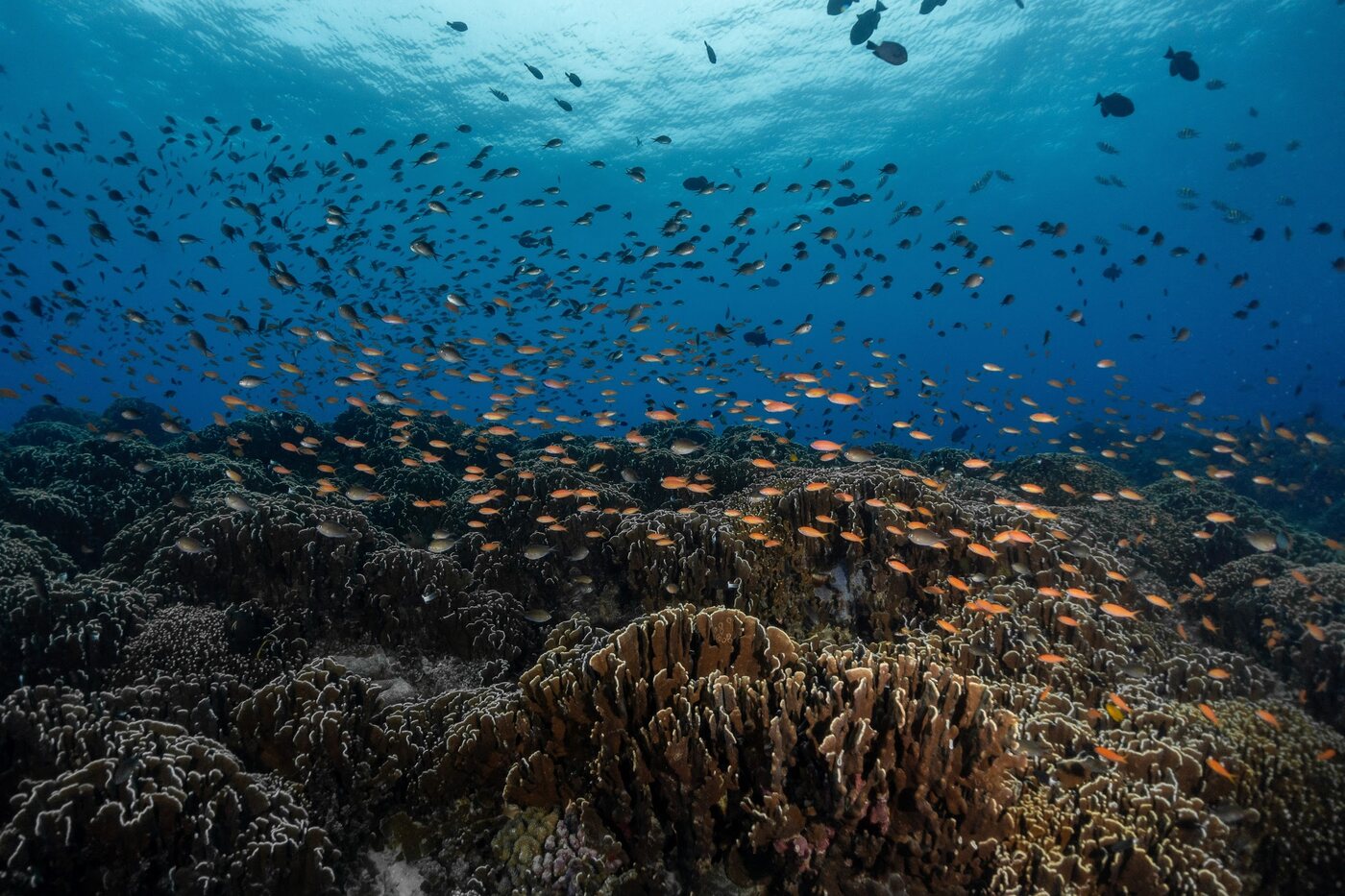 Clouds of anthias over the healthy reef at Manta Point