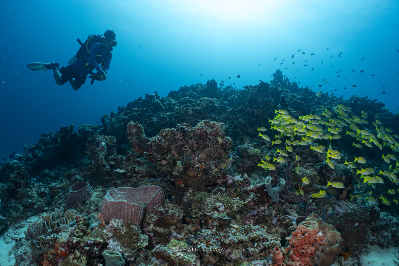 A diver gliding over Secret Reef and its snapper school