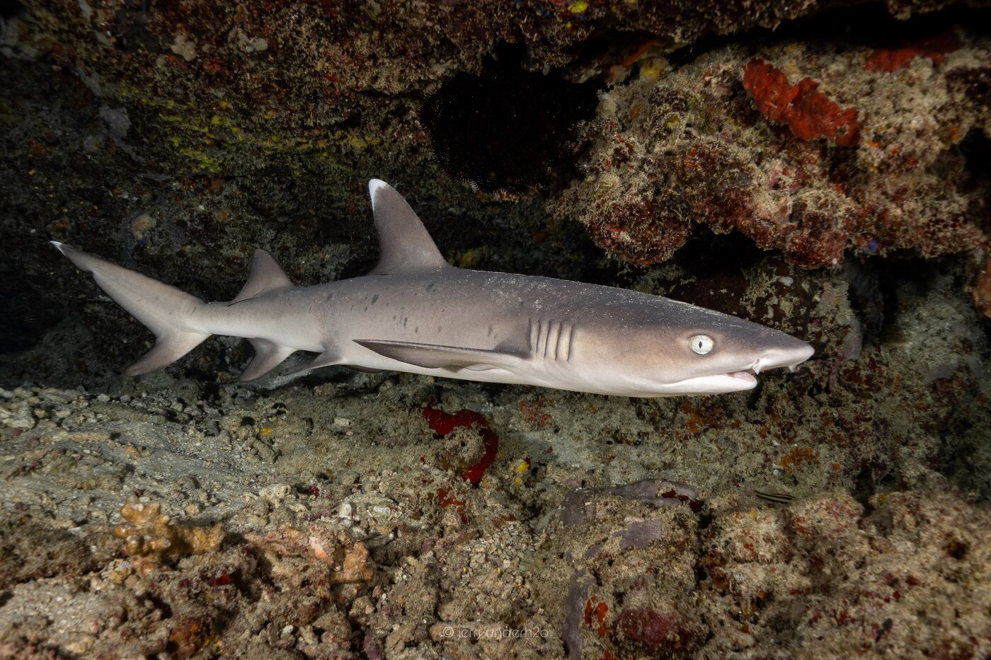 A whitetip reef shark resting under a ledge at Shark Point
