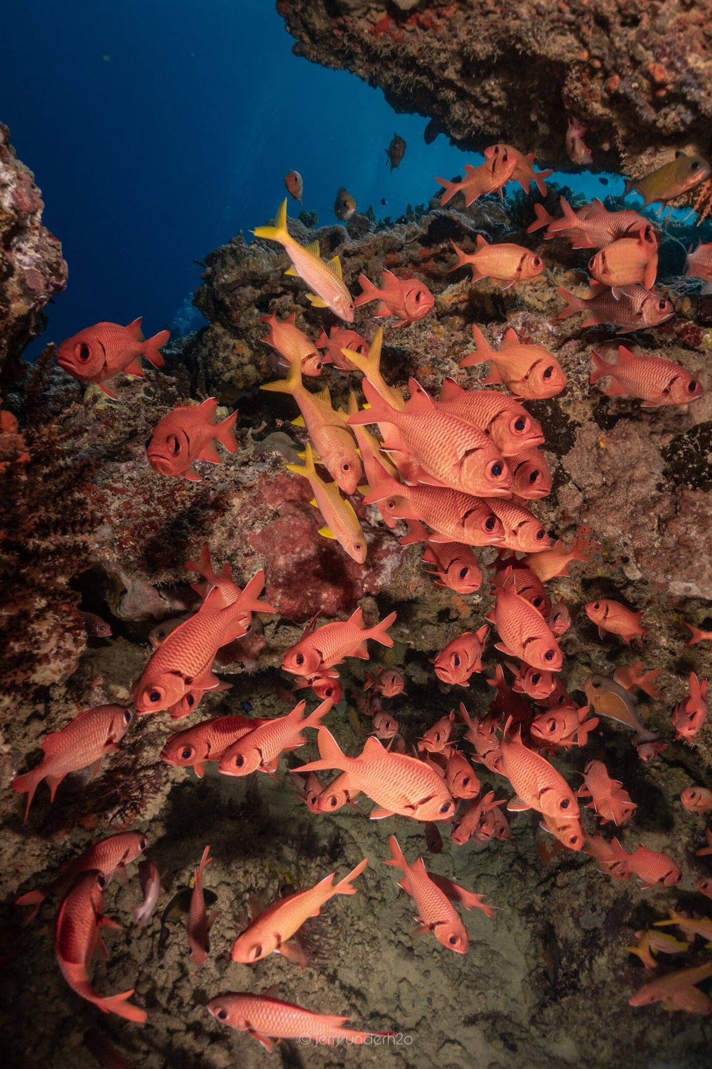 A school of red soldierfish packed around a coral head at Takat Malang