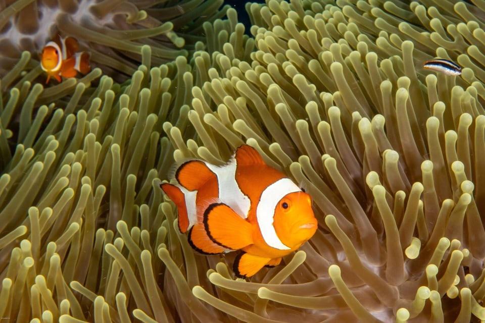 Two clownfish peeking from their anemone on a Gili Air reef
