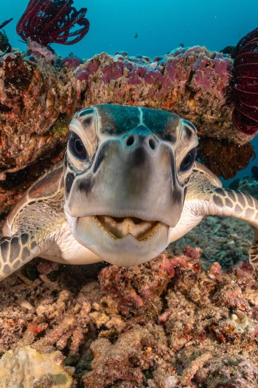 A green sea turtle resting on the reef
