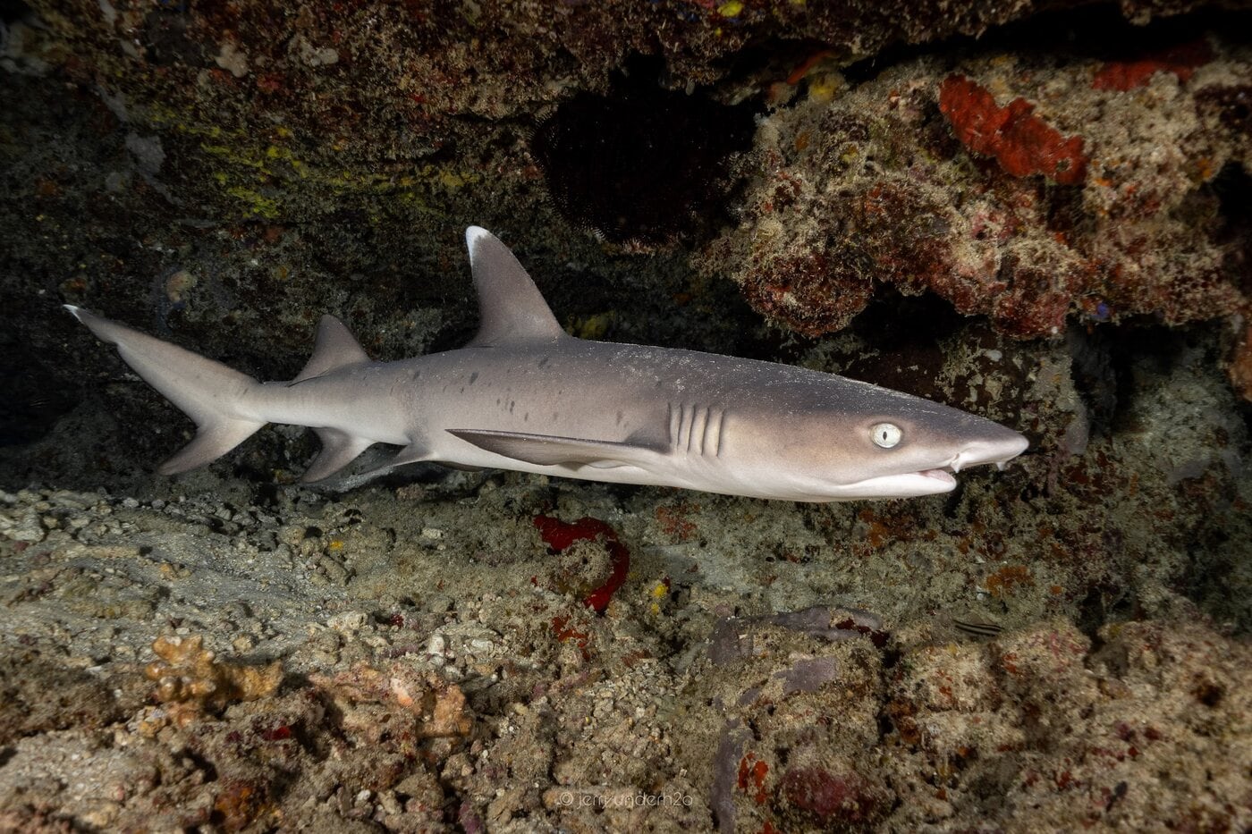 A whitetip reef shark resting under a ledge at Shark Point