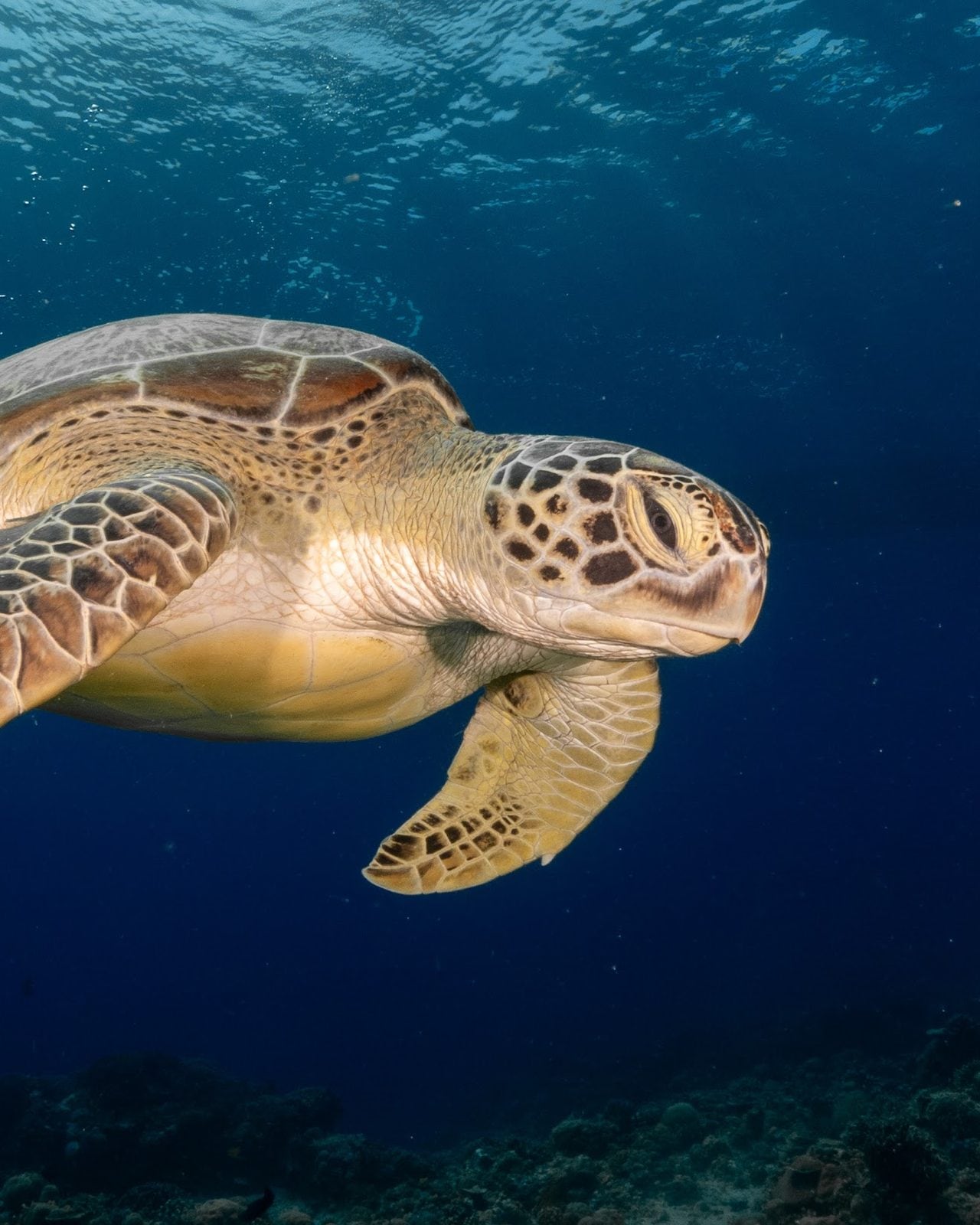 A green sea turtle swimming through open blue water off Gili Air
