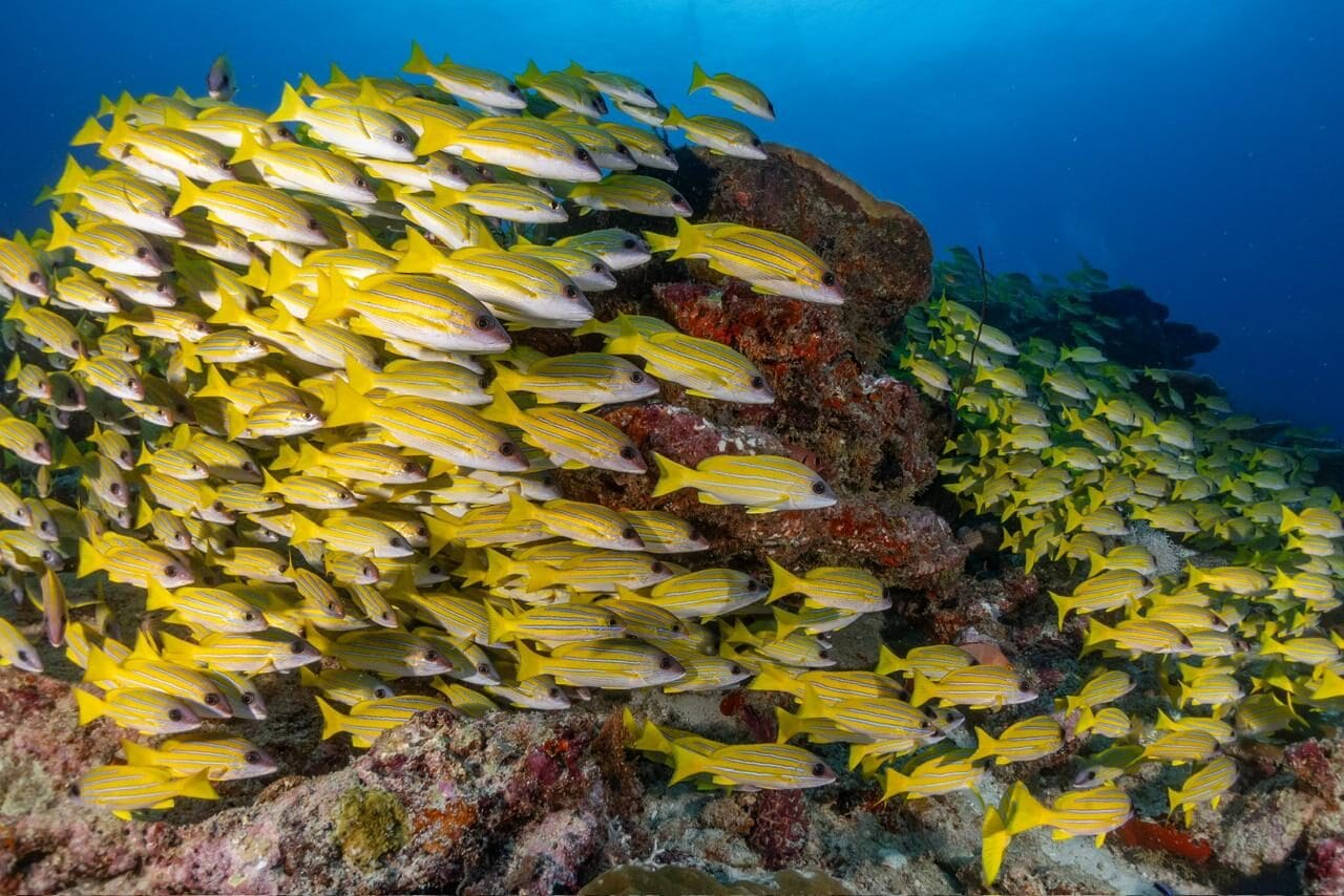 Bluestripe snappers swirling over the reef