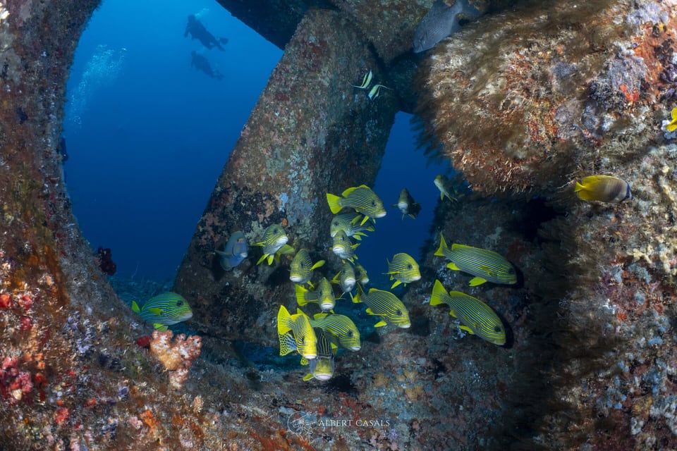 Sweetlips schooling inside a wreck while divers explore above at Gili Air