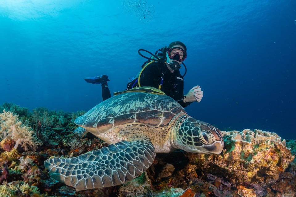 Diver meeting a turtle in the blue at Total Heaven