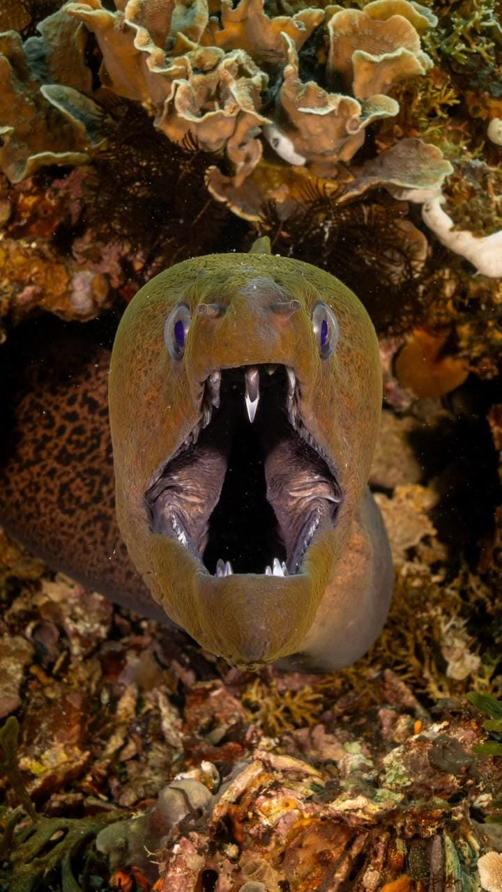 A giant moray peering from the reef at Shark Point
